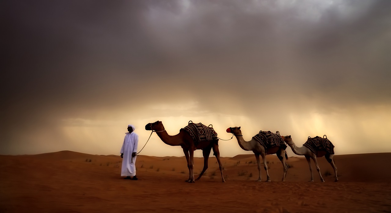cosas que no sabias de los camellos