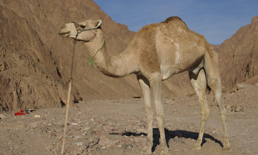 La historia del camello Canario