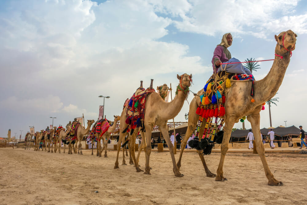 Concurso de belleza en el Festival de Camellos Rey Abdulaziz