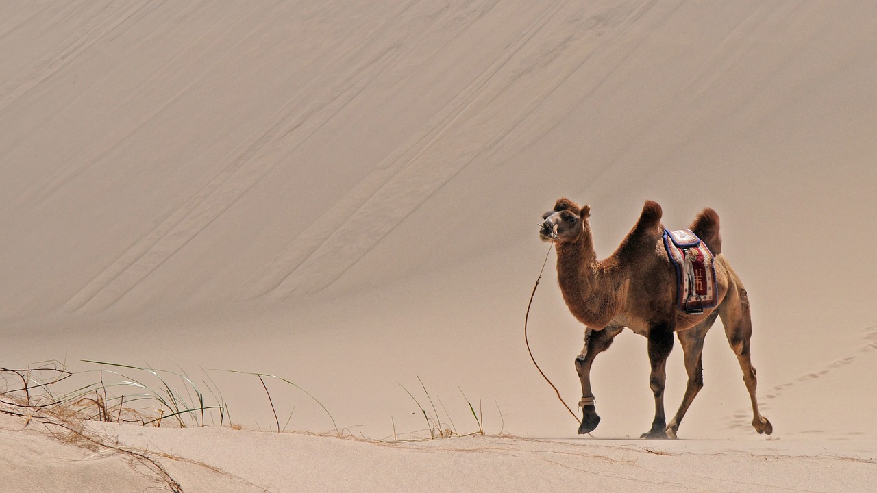 ¿Cual es el origen de los camellos?