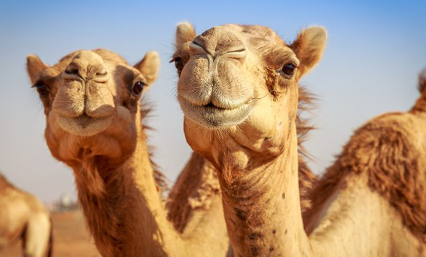 Harry El Camello, El Primer Camello En Australia