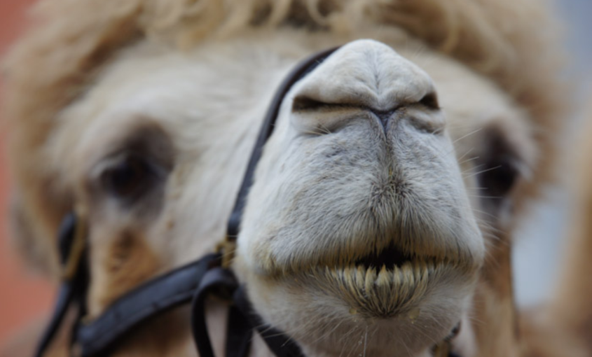 nariz de los camellos