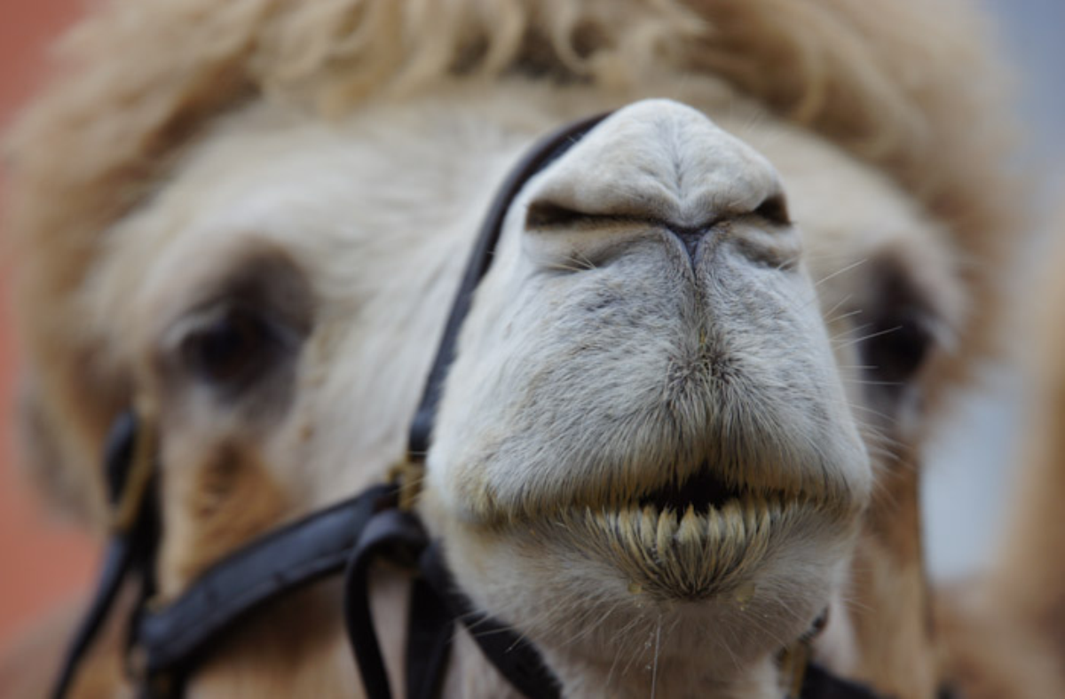 nariz de los camellos