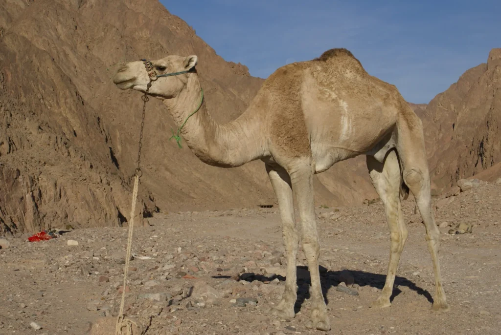 La historia del camello canario camello de pie en el desierto del sinai