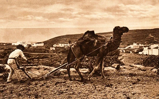 La historia del camello canario camello que trabaja en la tierra