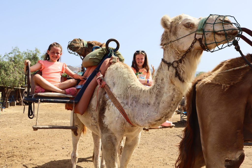 paseos en camello en camelpark