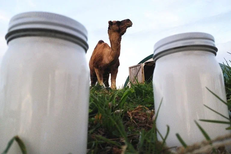 Leche de camello: la nueva tendencia camello con vasos de leche de camello