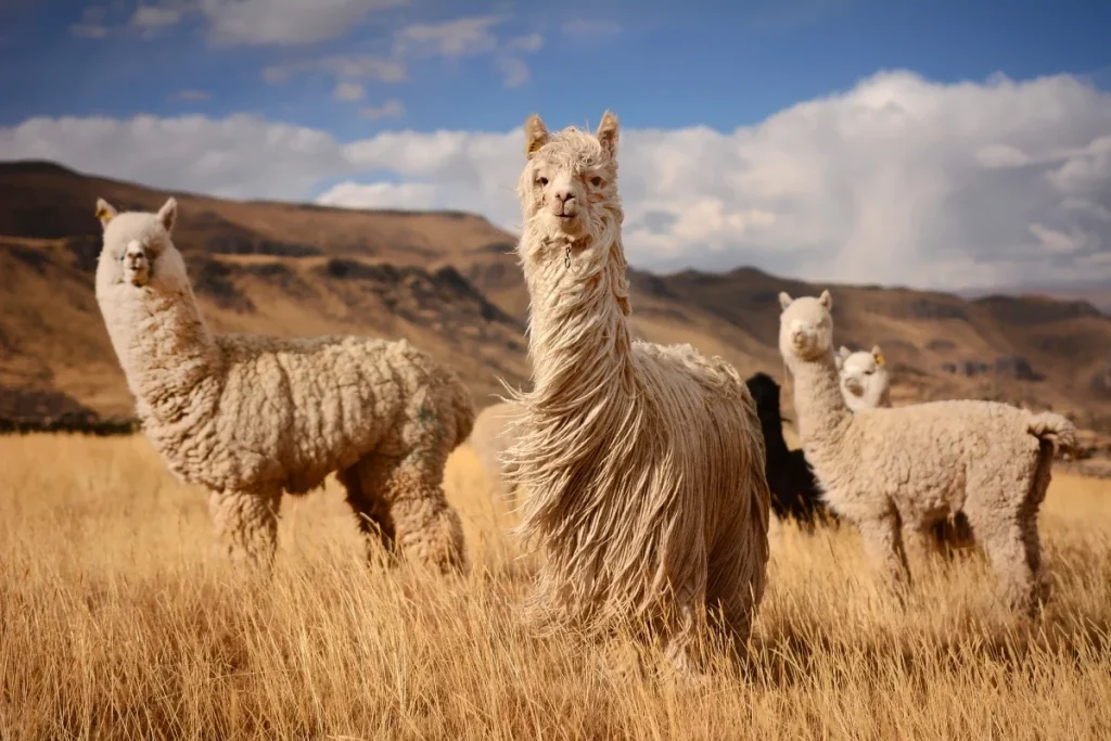 ¿Conoces al resto de la familia camelidae, los lamini? camellos entre la hierba