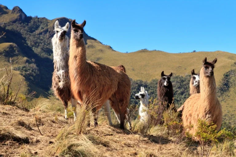 ¿Conoces al resto de la familia camelidae, los lamini? grupo de alpacas marrones en la montaña