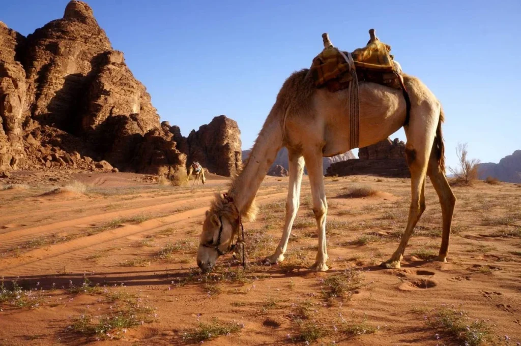 ¿Qué son los camellos? camello que viene hierba en el desierto