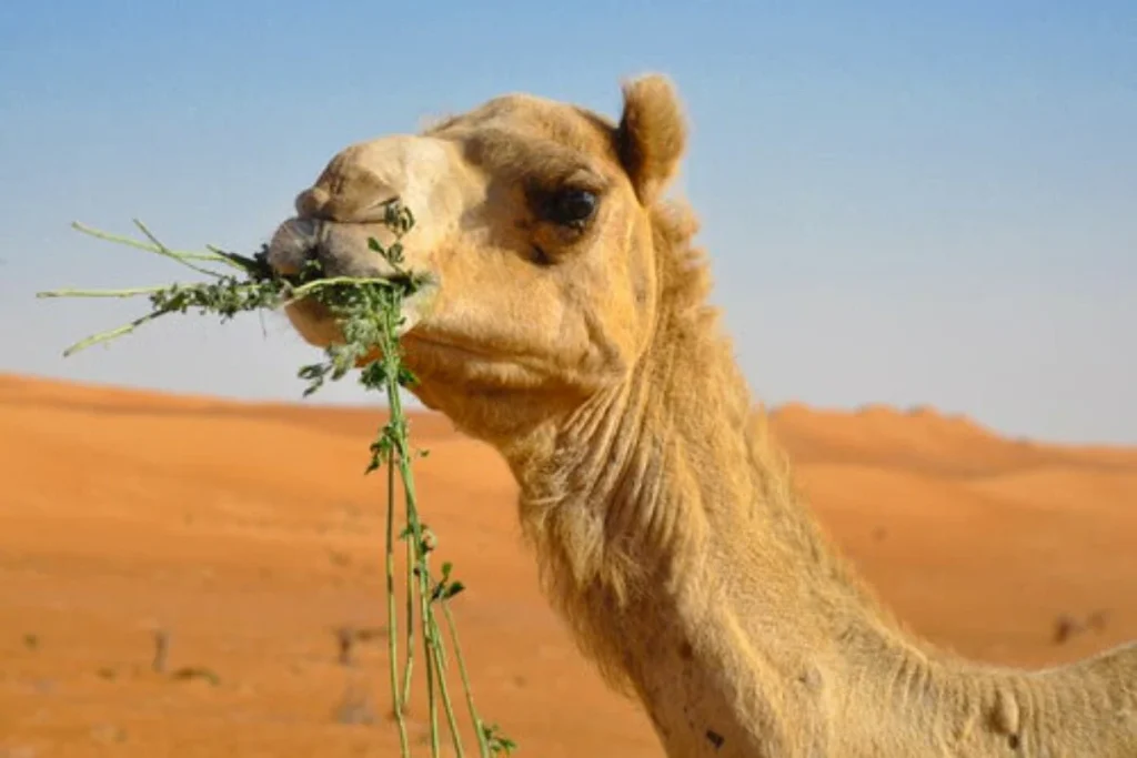 ¿Qué son los camellos? camello que come hierba