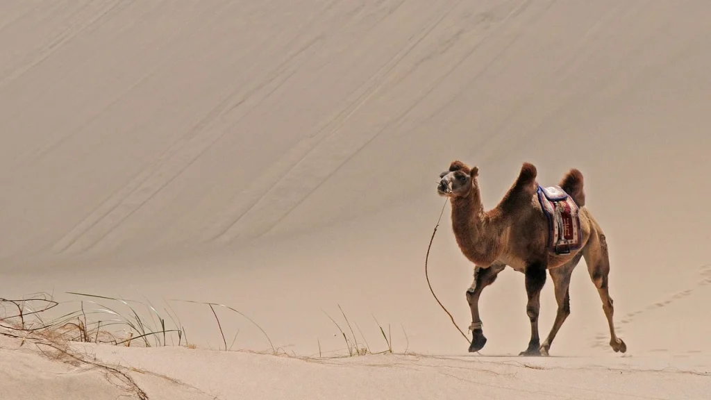 ¿Cuál es el origen de los camellos? un camello a paseo en el desierto