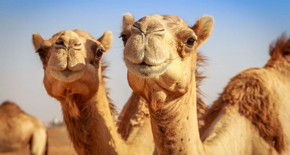 Harry el camello, el primer ejemplar en Australia camellos en australia