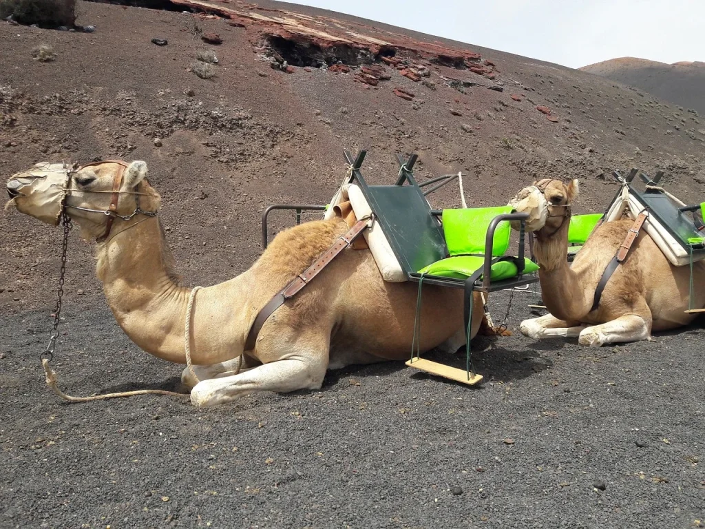 La historia del camello canario camellos sentados que descansan