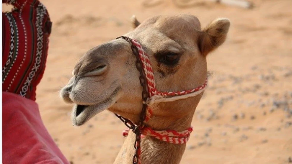 La asombrosa función de la nariz en los camellos cara de un camello