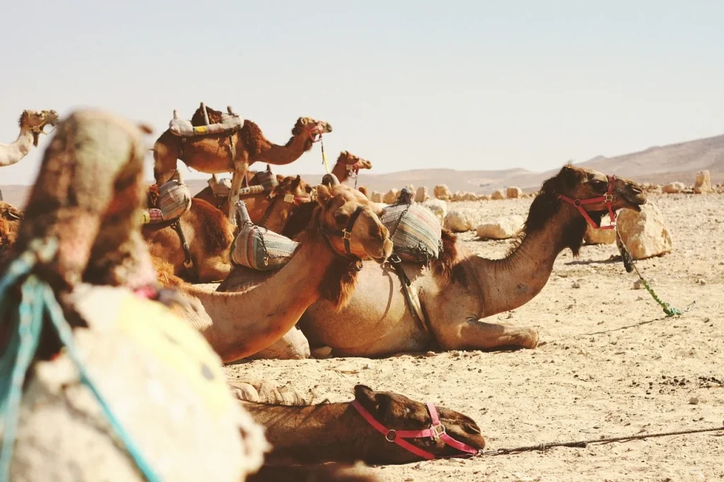 Tipos de camellos existentes en la actualidad grupo de camellos sentados
