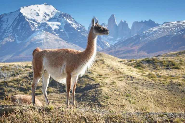 ¿Conoces al resto de la familia camelidae, los lamini? guanaco en las montañas