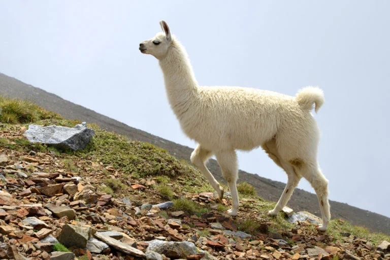 ¿Conoces al resto de la familia camelidae, los lamini? llama blanco subiendo una montaña